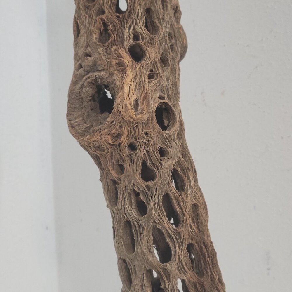 Art Piece-Petrified Saguaro Cactus - Picture 2 of 4